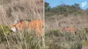 Registro raro flagra lobo-guará da nota de R$ 200 se alimentando em cânion no RS