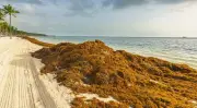 República Dominicana lança operação contra alga sargaço em Punta Cana