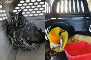 Resgate de coruja rara e tucano-de-bico-verde em Tapiraí (SP)