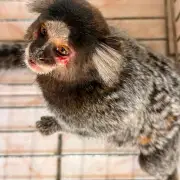 Resgate de sagui e lobos-guarás destacam fauna de Valença