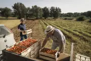 Risco climático redefine crédito e competitividade do agronegócio brasileiro