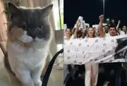 RN sanciona Lei Lucy que proíbe captura e extermínio de animais comunitários
