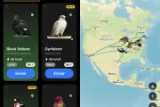 Roost: app entrega mensagens digitais por pássaros e lesmas