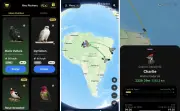 Roost: App que envia mensagens na velocidade de pombos-correio