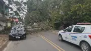 Árvore cai sobre carro e casa e interdita avenida em Resende