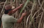 Safra da cana gera 2.567 empregos no Norte Fluminense em maio