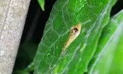 Sapeada: atividade de observação de anfíbios na natureza ganha espaço