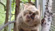Seis filhotes de sagui raro nascem e renovam esperança para espécie