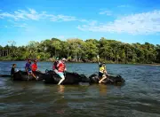 Soure: ecoturismo em manguezais e búfalos no Marajó