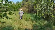 SP classifica 143 municípios como de baixa incidência de greening na citricultura