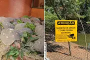 SP transfere 70 jabutis de praça para reabilitação; 180 ainda aguardam