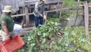Sucuri é capturada em Igarapé-Miri após assustar moradores