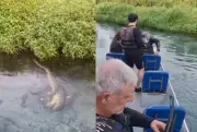 Sucuris gigantes e turistas: encontros em rios de Bonito aumentam no inverno