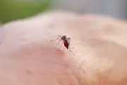 Super El Niño pode mais que dobrar casos de dengue no Sudeste