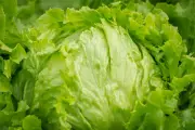 Surto de ciclosporíase nos EUA ligado à alface iceberg do Taco Bell
