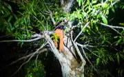 Suspeito de assalto é preso escondido em árvore no interior do AM