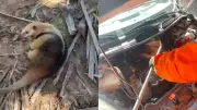 Tamanduá-mirim é resgatado de motor de carro em Parnaíba