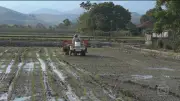 Tarifaço de Trump atinge 36,5% do agro brasileiro; governo negocia