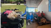 Tartaruga-cabeçuda é resgatada de helicóptero nos Lençóis Maranhenses