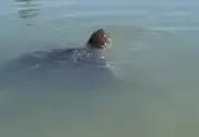 Tartaruga-verde de 200 kg surge em piscina natural e encanta banhistas em Goiana