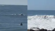 Tati Weston-Webb surfa ao lado de baleia em Garopaba; veja vídeo