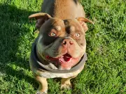 TJPE mantém multa a morador que se recusa a colocar focinheira em cão