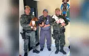 Três filhotes de cães resgatados pela Polícia Ambiental em Ribeirão Grande