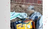 Três gatos mortos por envenenamento são investigados no Piauí