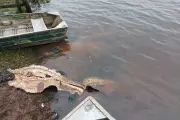 Três presos no Pantanal por abate de jacarés e furtos de gado