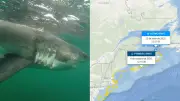 Tubarão-branco de 457 kg reaparece no Canadá após migração de milhares de km
