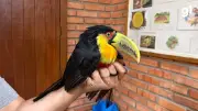 Tucano-de-bico-verde desorientado é resgatado em Novo Hamburgo (RS)