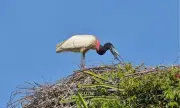 Tuiuiús prosperam nas várzeas do Rio São Francisco em MG