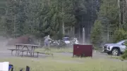 Turista é arremessado 2,4m por bisão em Yellowstone durante acasalamento