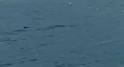 Turista flagra tubarão-mangona saltando em Ilhabela