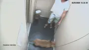 Tutor denunciado por afogar cachorro em Copacabana; delegado classifica crime como bárbaro