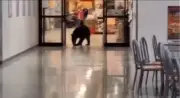 Urso invade shopping no Alasca, rouba pêssego e defeca no chão