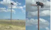 Urso morre eletrocutado após subir em poste de energia nos EUA
