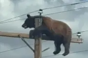 Urso morre eletrocutado após subir em poste nos EUA