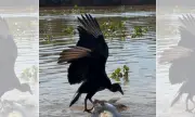 Urubu se desequilibra e 'gira' jacaré no Pantanal; vídeo viraliza
