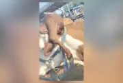 Vaca nasce com 'casco' na cabeça e vira atração na Índia