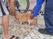 Vacinação antirrábica em Natal: 12,4 mil animais imunizados até sexta