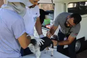 Vacinação antirrábica para cães e gatos começa em Salvador