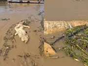 Vídeo: cardume de candirus devora carcaça de jacaré no rio Madeira
