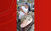 Vídeo de tambaqui gigante de 50 kg viraliza em feira no Amazonas