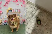 Vídeo flagra homem deixando comida antes de cachorra morrer envenenada em Apiaí