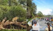 Vídeo mostra multidão de turistas em volta de onça-pintada no Pantanal