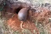 Vídeo raro mostra tatu-canastra cavando toca durante o dia em MS