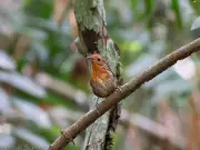 Vídeo raro registra canto do uirapuru-da-guiana no Pará