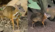 Veado-rato: o menor mamífero com cascos do mundo encanta redes