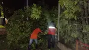 Ventania atinge Santana no Amapá e derruba árvores em diversos bairros